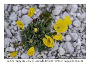 Alpine Poppy