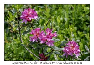 Alpenrose