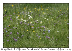 Ox-eye Daisies & Wildflowers