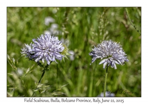 Field Scabious