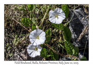 Field Bindweed