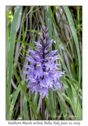 Southern Marsh-orchid