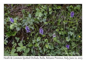 Heath & Common Spotted Orchids