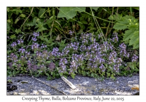 Creeping Thyme