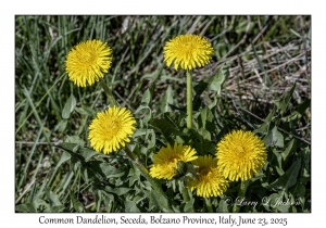 Common Dandelions