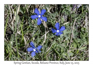 Spring Gentians