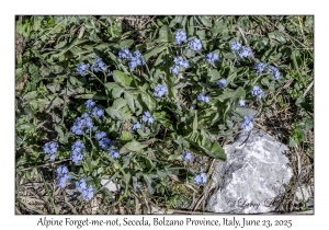 Alpine Forget-me-not