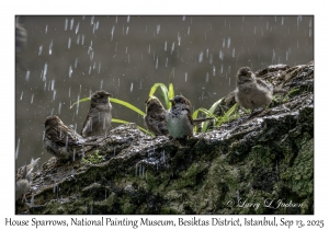 House Sparrows