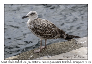 Great Black-backed Gull juvenile