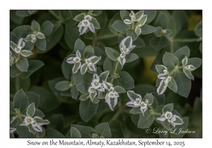 Snow on the Mountain