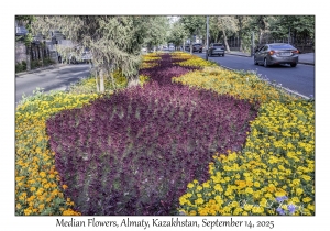 Median Flowers