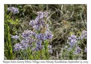 Steppe Aster