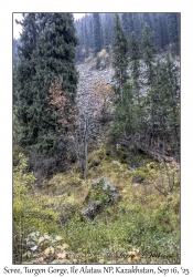 2025-09-16#8971 Scree, Turgen Gorge, Ile Alatau NP, Kazakhstan