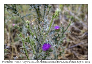 2025-09-16#9002 Carduus acanthoides acanthoides - Plumeless Thistle, Assy Plateau, Ile Alatau NP, Kazakhstan