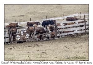 Kazakh Whiteheaded Cattle