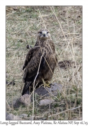 Long-legged Buzzard