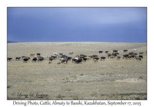 Driving Photo, Cattle