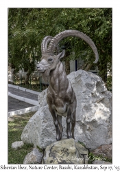 Siberian Ibex