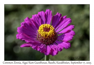 Common Zinnia