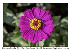 Common Zinnia