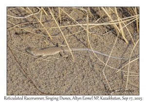 Reticulated Racerunner
