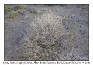 Spiny Bush