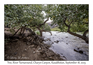 2025-09-18#4862 River Tree, River Turnaround, Charyn Canyon, Kazakhstan