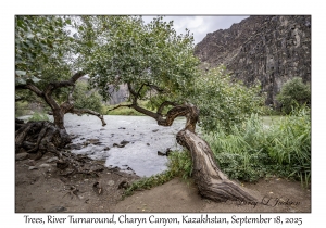2025-09-18#4864 River Tree, River Turnaround, Charyn Canyon, Kazakhstan