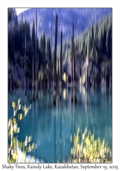2025-09-19#9709 Shaky Trees, Kaindy Lake, Kazakhstan