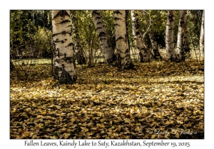 2025-09-19#9728 Fallen Leaves, Kaindy Lake to Saty, Kazakhstan