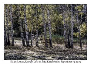 2025-09-19#9731 Fallen Leaves, Kaindy Lake to Saty, Kazakhstan