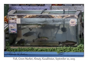 2025-09-20#9829 Fish, Green Market, Almaty, Kazakhstan