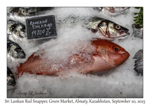 2025-09-20#9893 Sri Lankan Red Snapper, Green Market, Almaty, Kazakhstan