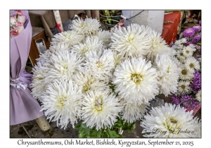 Chrysanthemums