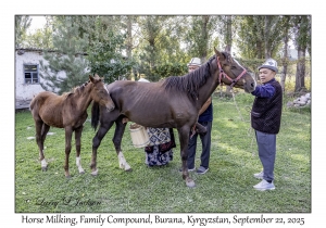 Horse Milking