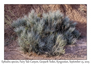 Ephedra species