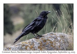 Common Raven