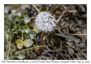 Wet Dandelion Seedhead