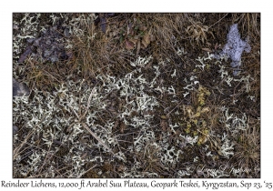 Reindeer Lichens
