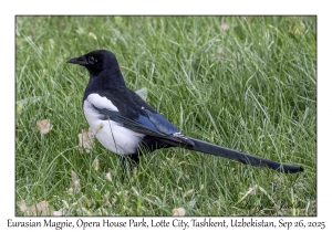2025-09-26#1989 Pica pica - Eurasian Magpie, Opera House Park, across Hotel Tashkent Palace, Lotte City, Tashkent, Uzbekistan
