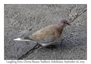 2025-09-26#2048 Spilopelia senegalensis - Laughing Dove, Chorsu Bazaar, Tashkent, Uzbekistan