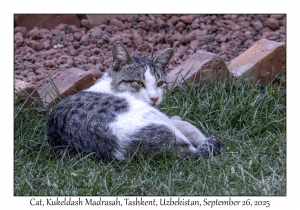2025-09-26#2077 Kukeldash Madrasah, Tashkent, Uzbekistan