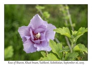 2025-09-26#2113 Hibiscus syriacus - Rose of Sharon, Khast Imam, Tashkent, Uzbekistan