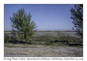 2025-09-29#2484 Driving Photo, Cotton, Samarkand to Bukhara, Uzbekistan