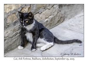 2025-09-29#2579 Cat, Ark Fortress, Bukhara, Uzbekistan