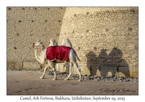 2025-09-29#5528 Camel, Ark Fortress, Bukhara, Uzbekistan