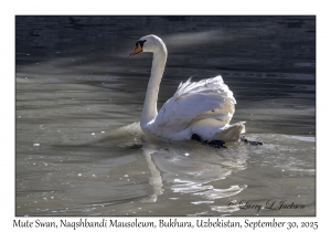 2025-09-30#2619 Cygnus olor - Mute Swan, Naqshbandi Mausoleum, Bukhara, Uzbekistan