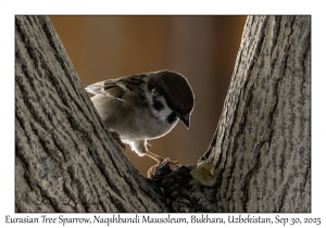 2025-09-30#2637 Passer montanus - Eurasian Tree Sparrow, Naqshbandi Mausoleum, Bukhara, Uzbekistan