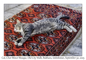 2025-09-30#2690 Cat, Chor Minor Mosque, Old City Walk, Bukhara, Uzbekistan