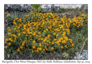 2025-09-30#2692 Marigolds, Chor Minor Mosque, Old City Walk, Bukhara, Uzbekistan